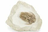 Hoplolichoides Trilobite - High Quality Preparation #237041-5